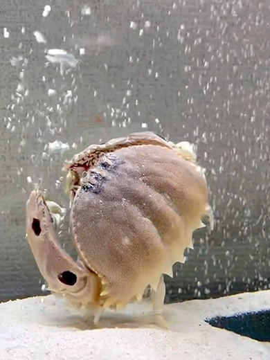 エアレーションを楽しむカラッパ