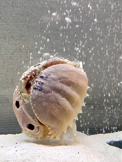 エアレーションを楽しむカラッパ