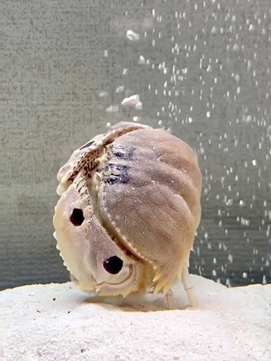 エアレーションを楽しむカラッパ