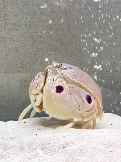 エアレーションを楽しむカラッパ