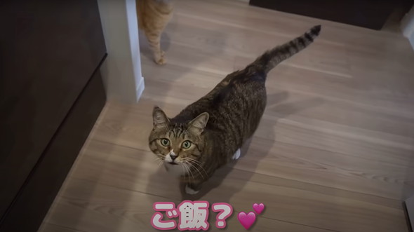 猫だと思って保護したらアザラシだった