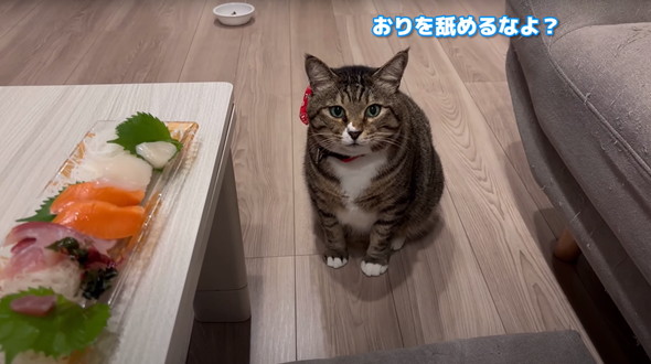 猫だと思って保護したらアザラシだった