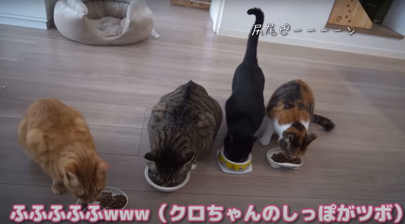猫だと思って保護したらアザラシだった