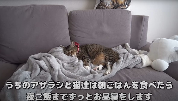 猫だと思って保護したらアザラシだった