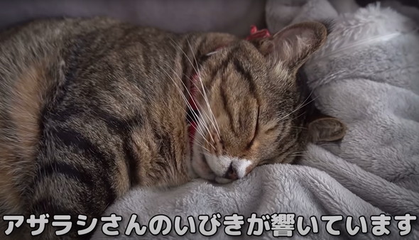 猫だと思って保護したらアザラシだった
