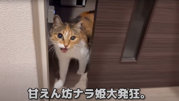 猫だと思って保護したらアザラシだった