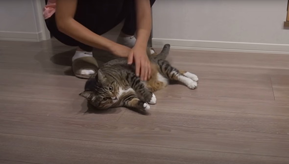 猫だと思って保護したらアザラシだった