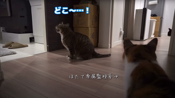 猫だと思って保護したらアザラシだった