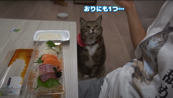 猫だと思って保護したらアザラシだった