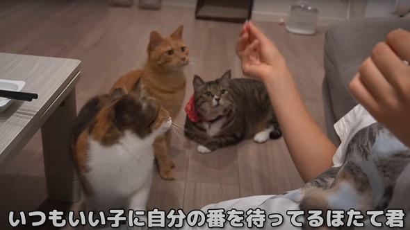 猫だと思って保護したらアザラシだった