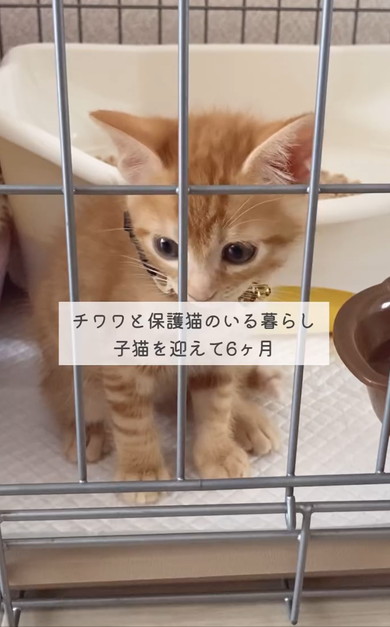 チワワと元保護猫
