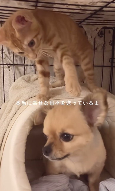 チワワと元保護猫