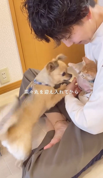 チワワと元保護猫