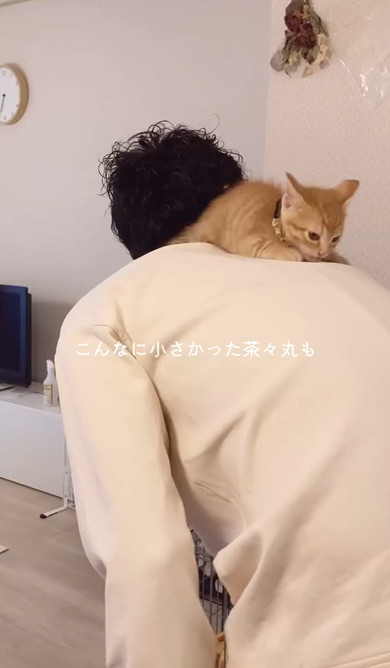 チワワと元保護猫