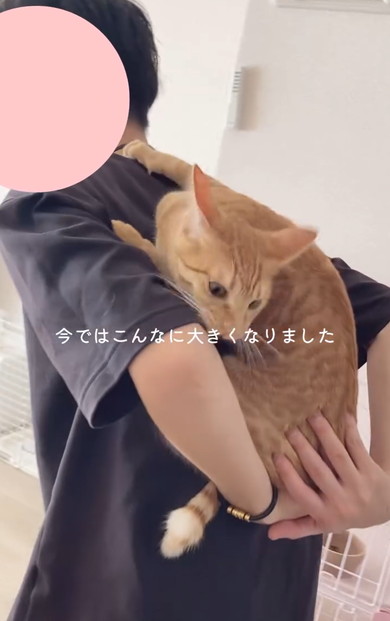 チワワと元保護猫