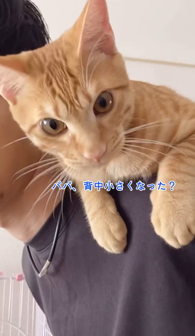 チワワと元保護猫