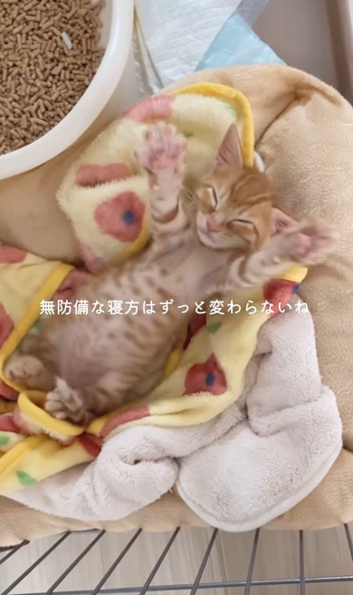 チワワと元保護猫