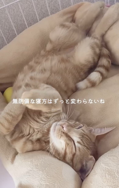 チワワと元保護猫