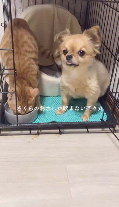 チワワと元保護猫