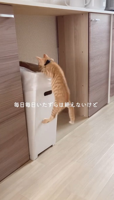 チワワと元保護猫