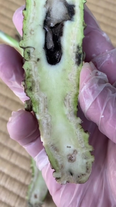 わさびの内部障害