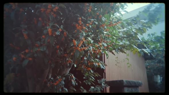 「写ルンです」のレンズ越しに撮り色彩補正をかけた植物の映像
