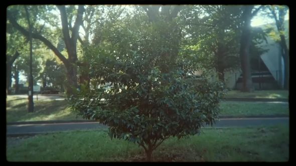 「写ルンです」のレンズ越しに撮り色彩補正をかけた植物の映像