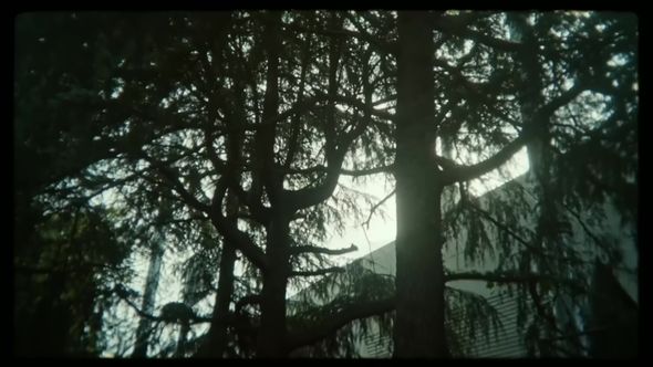 「写ルンです」のレンズ越しに撮り色彩補正をかけた木々の映像