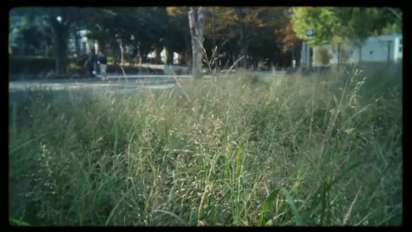 「写ルンです」のレンズ越しに撮り色彩補正をかけた草の映像