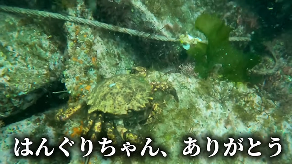 はんぐりちゃんありがとう