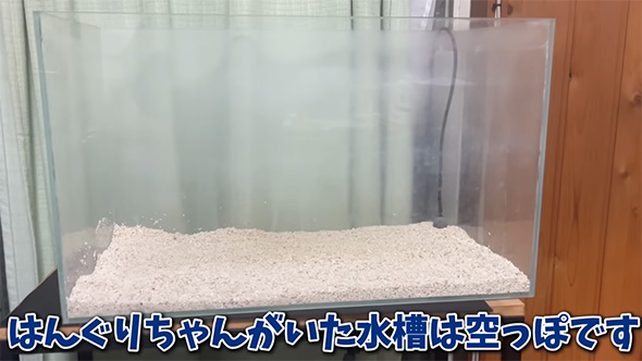 はんぐりちゃんがいた水槽は