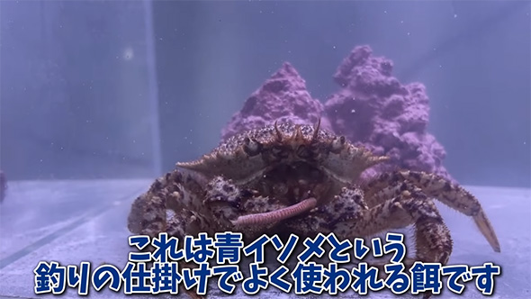 これは青イソメという