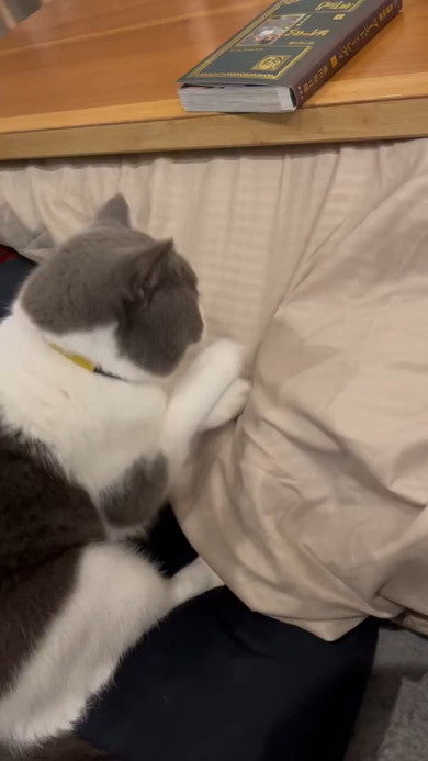 こたつ布団をカリカリする猫ちゃん