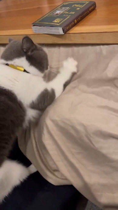 こたつ布団をカリカリする猫ちゃん