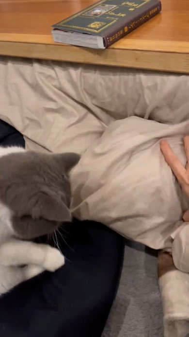 こたつの入り口で停止する猫ちゃん