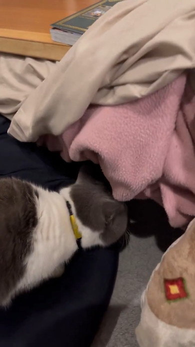 こたつの入り口で停止する猫ちゃん