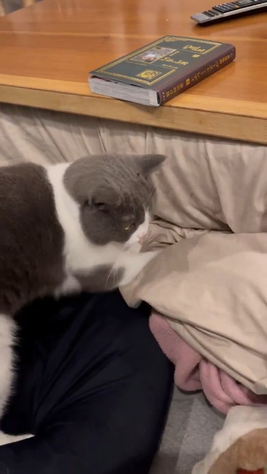 こたつ布団をカリカリする猫ちゃん