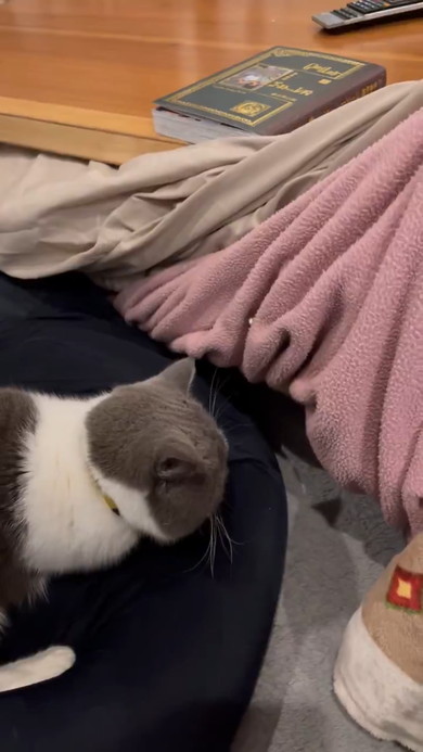 こたつの入り口で停止する猫ちゃん