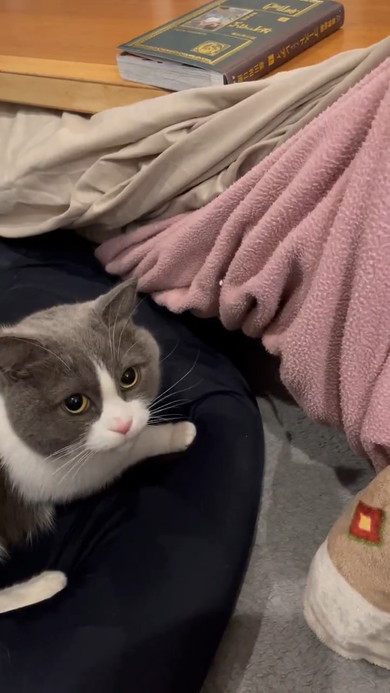 こたつの入り口で停止する猫ちゃん