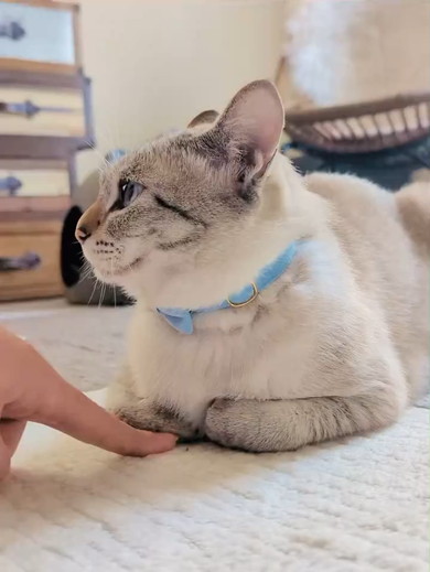 香箱座りをしている猫ちゃん