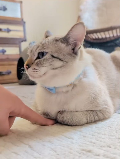 香箱座りをしている猫ちゃん