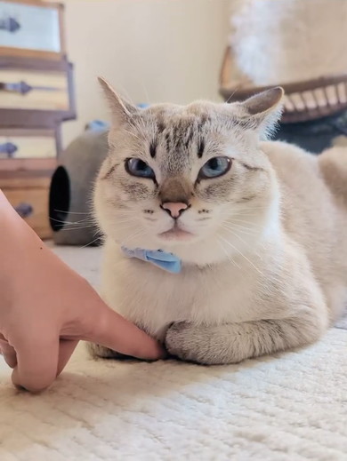 香箱座りをしている猫ちゃん