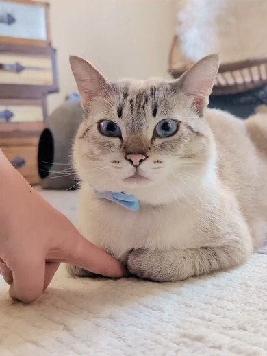 香箱座りをしている猫ちゃん