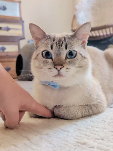 香箱座りをしている猫ちゃん