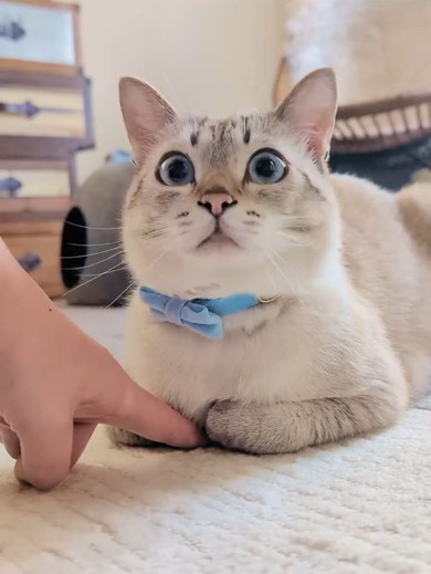 香箱座りをしている猫ちゃん