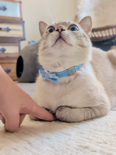 香箱座りをしている猫ちゃん