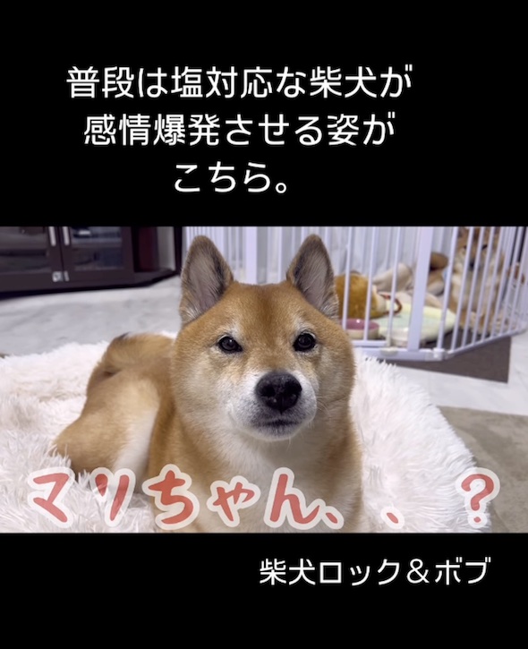 柴犬大好き 柴犬大好き！ Seibido mook 中古本・書籍 | ブックオフ公式