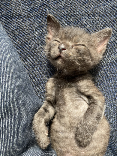 眠る子猫