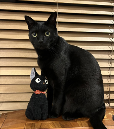 ぬいぐるみと比較される猫