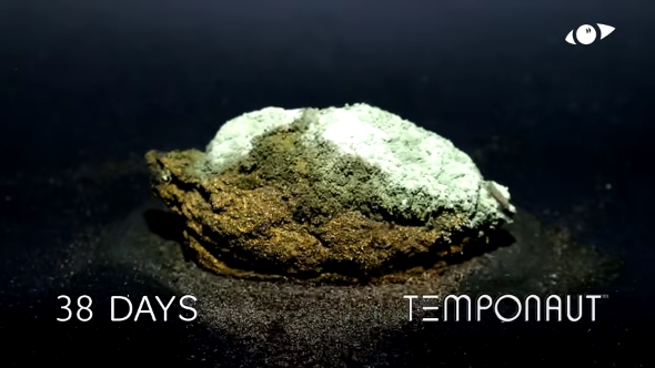 38日目のレモン